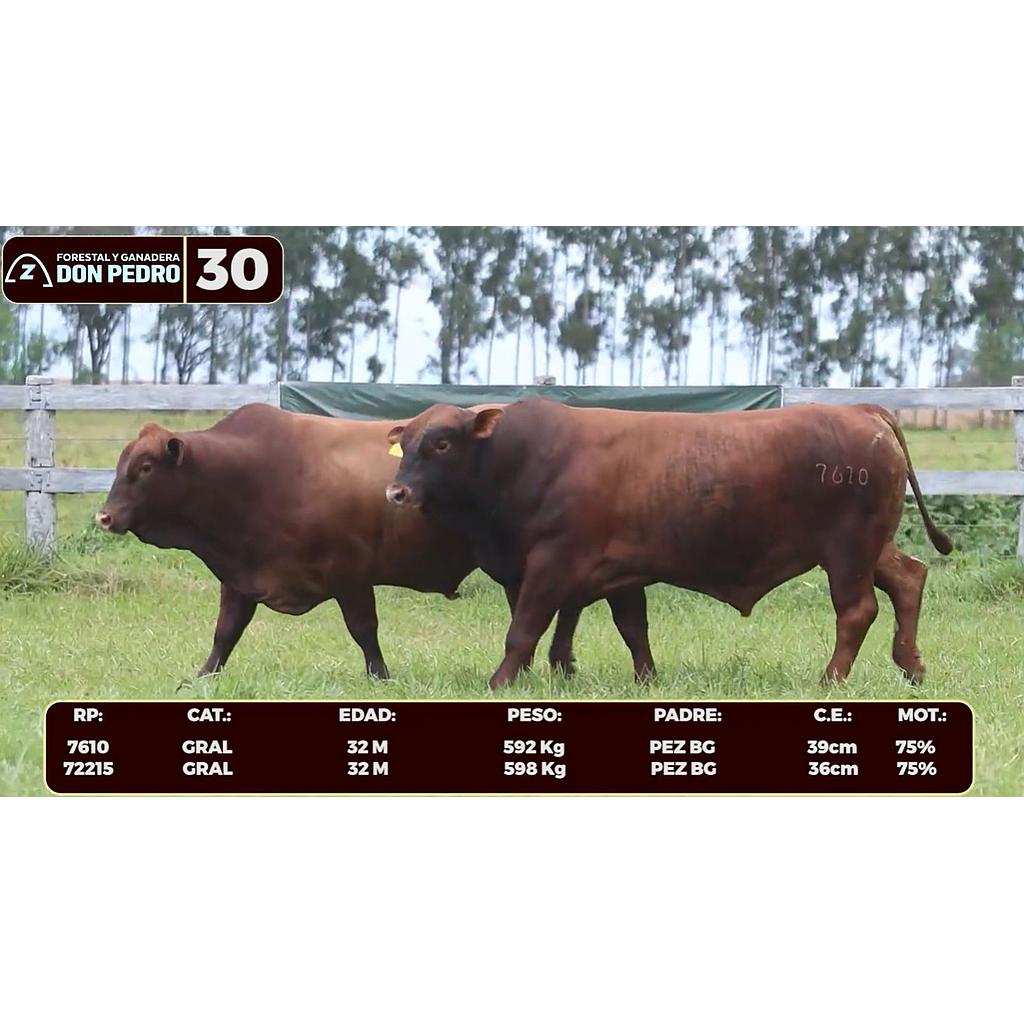 LOTE 30 - BRANGUS BARCINO