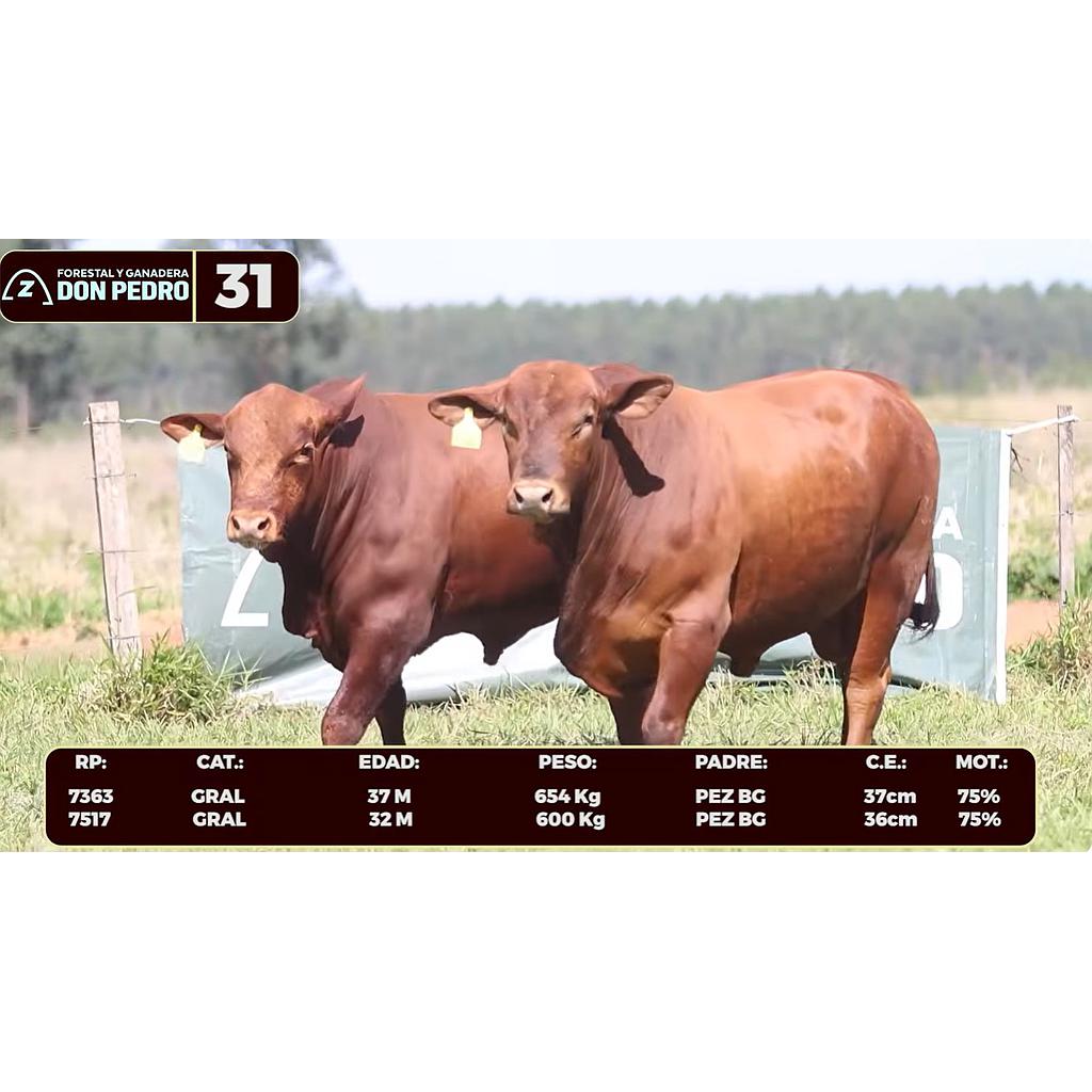 LOTE 31 - BRANGUS ROJO
