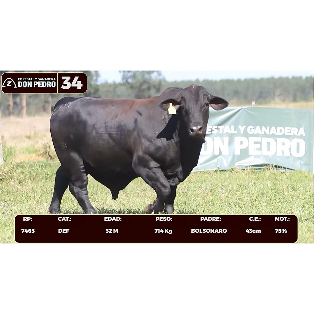 LOTE 34 - BRANGUS NEGRO