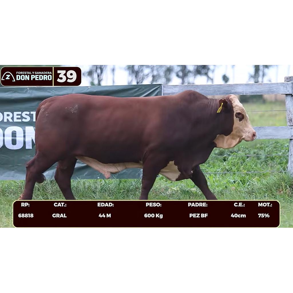 LOTE 39 - BRAFORD