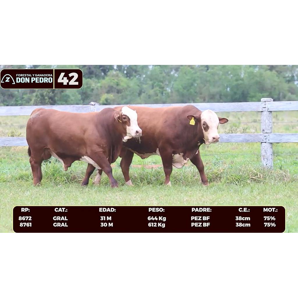LOTE 42 - BRAFORD
