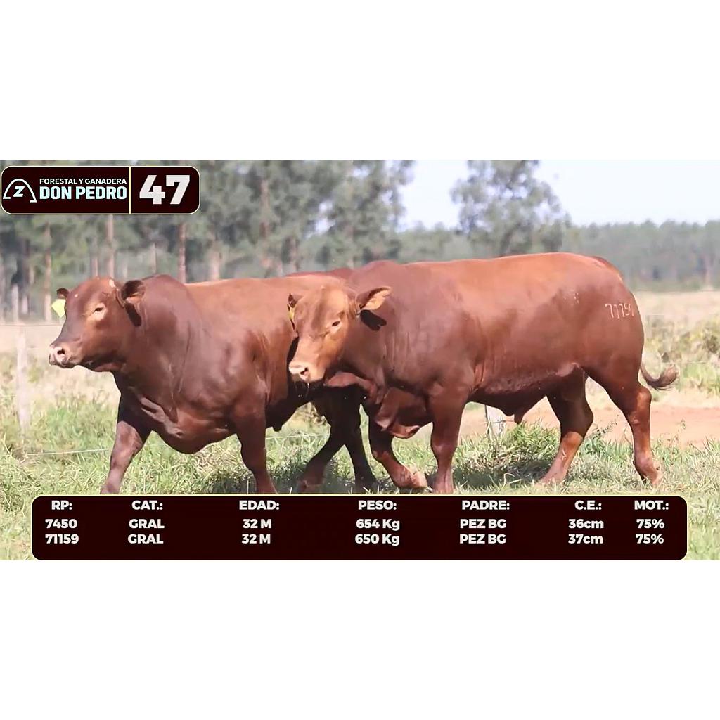 LOTE 47 - BRANGUS ROJO