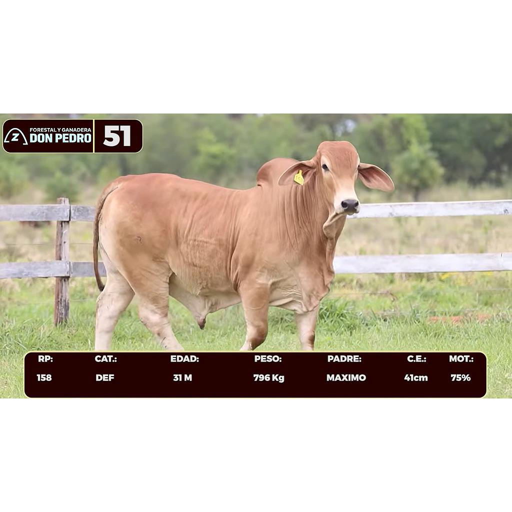 LOTE 51 - BRAHMAN ROJO