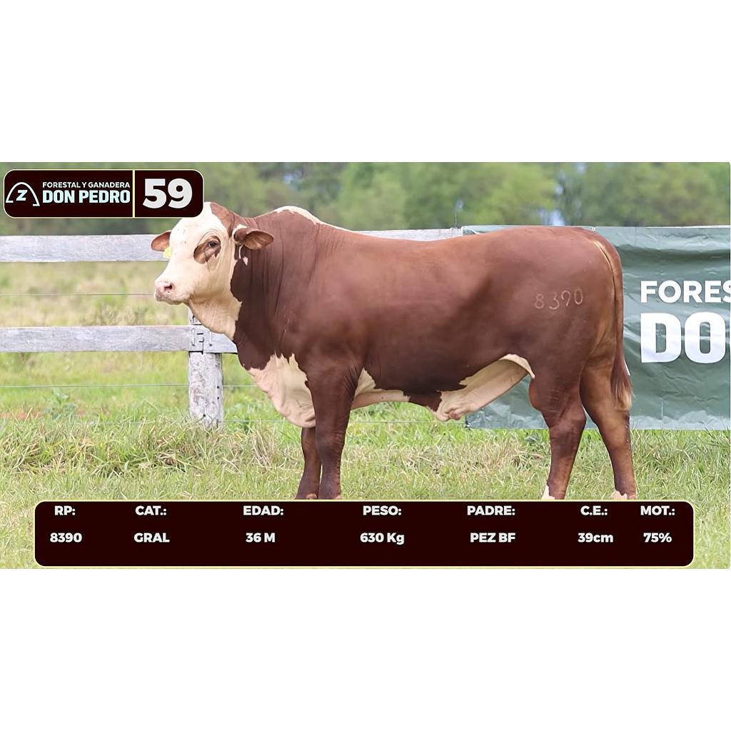 LOTE 59 - BRAFORD
