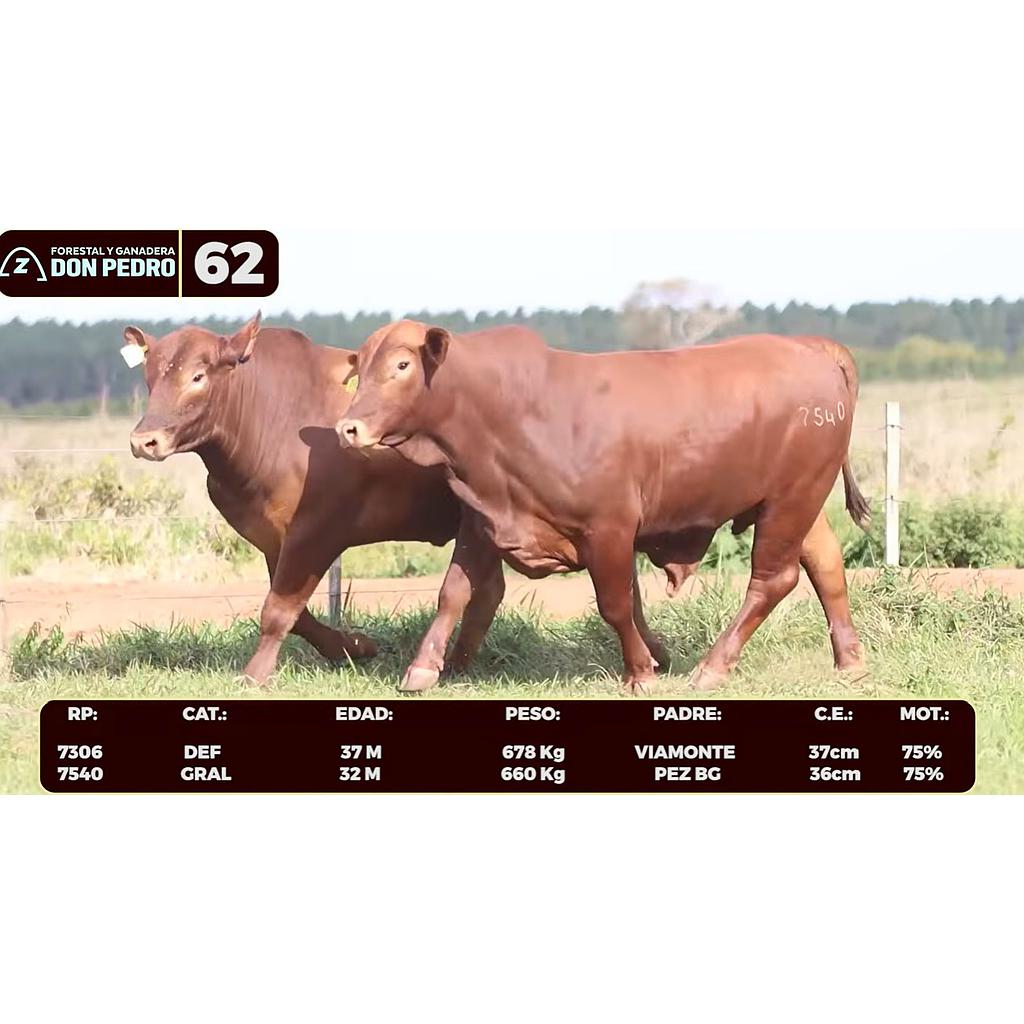 LOTE 62 - BRANGUS ROJO