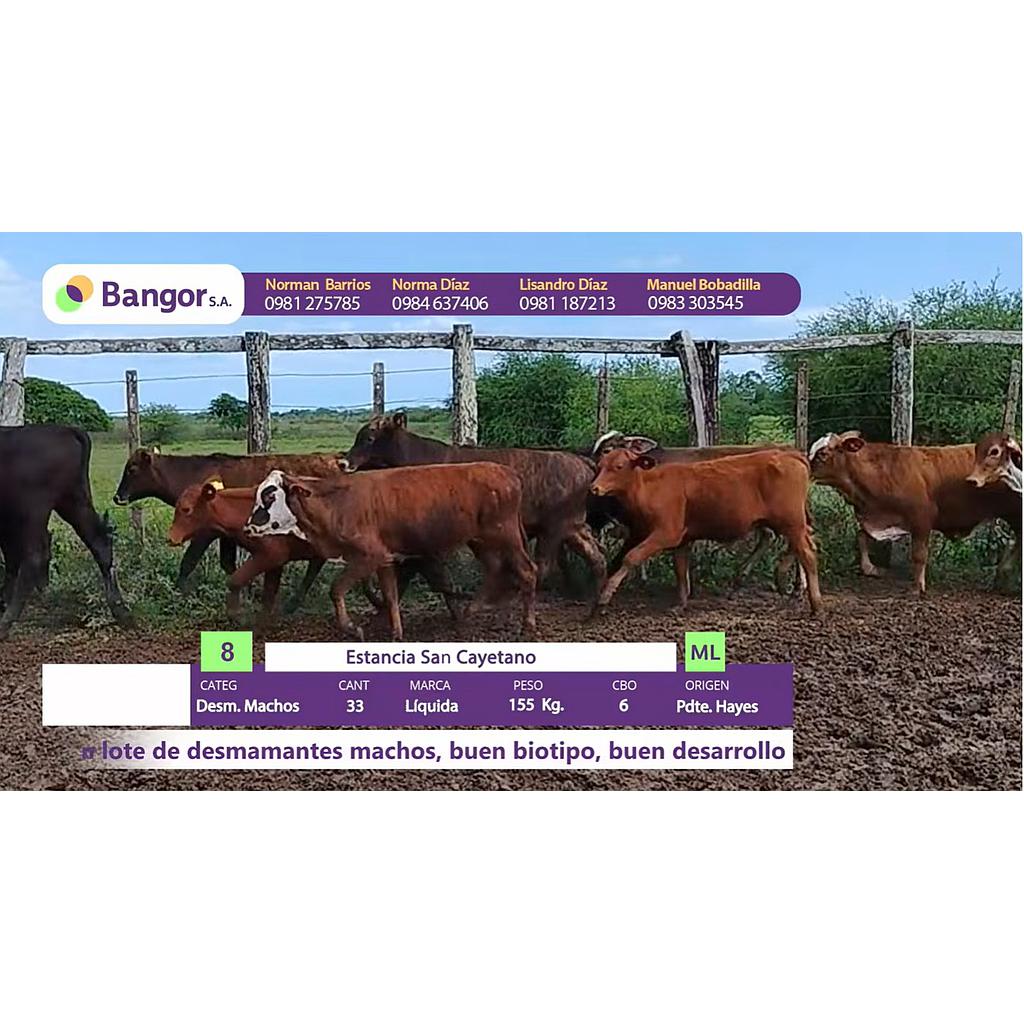LOTE 08 - DESMAMANTES MACHOS