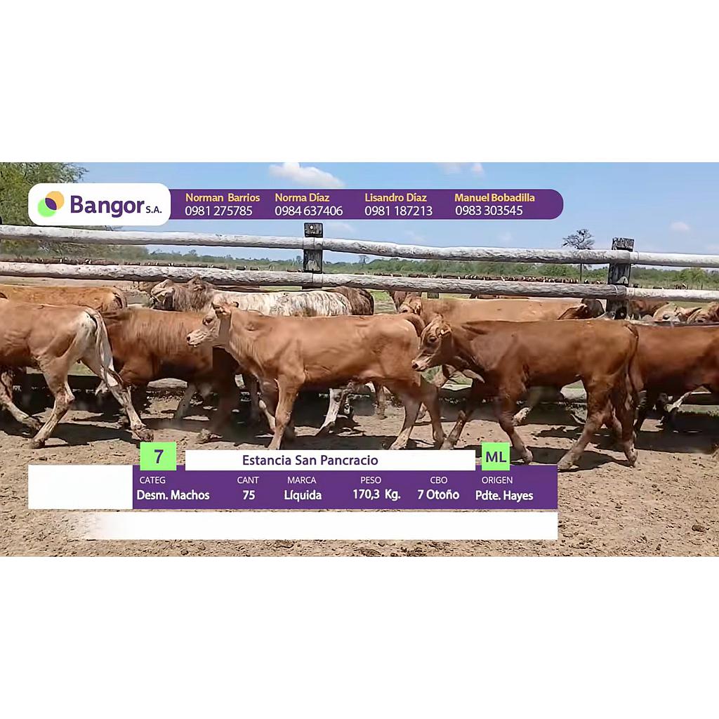 LOTE 07 - DESMAMANTES MACHOS