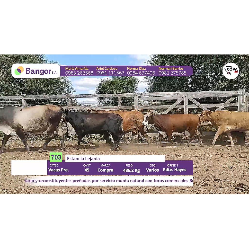 LOTE 22 // VACAS PREÑADAS