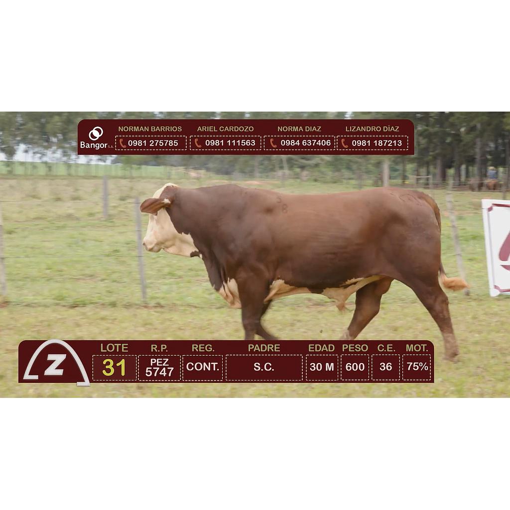 LOTE 31