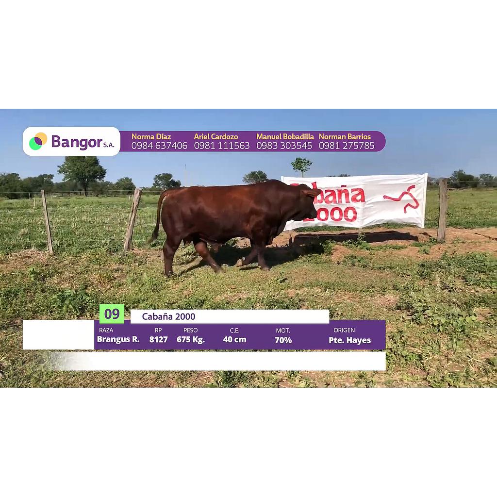 LOTE 09 // TORO BRANGUS (12 CUOTAS SIN INTERESES)