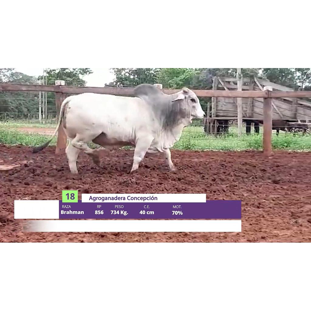 LOTE 18 // TORO BRAHMAN (12 CUOTAS SIN INTERESES)