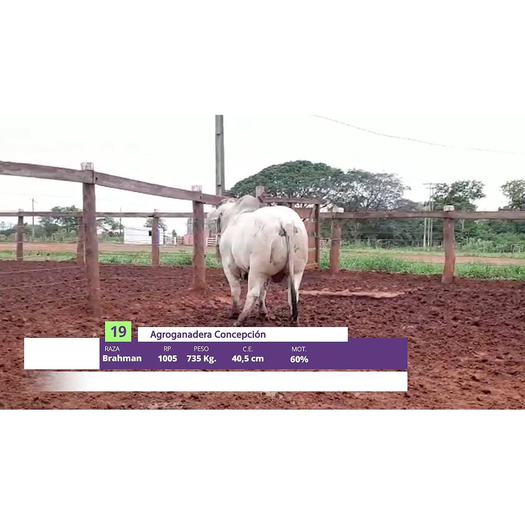 LOTE 19 // TORO BRAHMAN (12 CUOTAS SIN INTERESES)