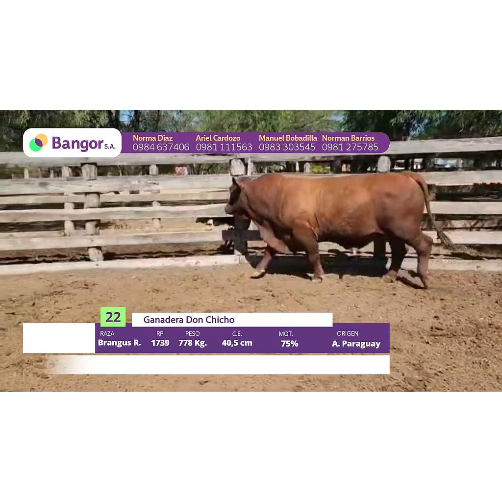 LOTE 22 // TORO BRANGUS (12 CUOTAS SIN INTERESES)