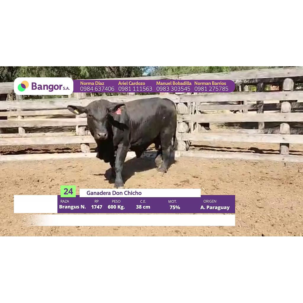 LOTE 24 // TORO BRANGUS (12 CUOTAS SIN INTERESES)