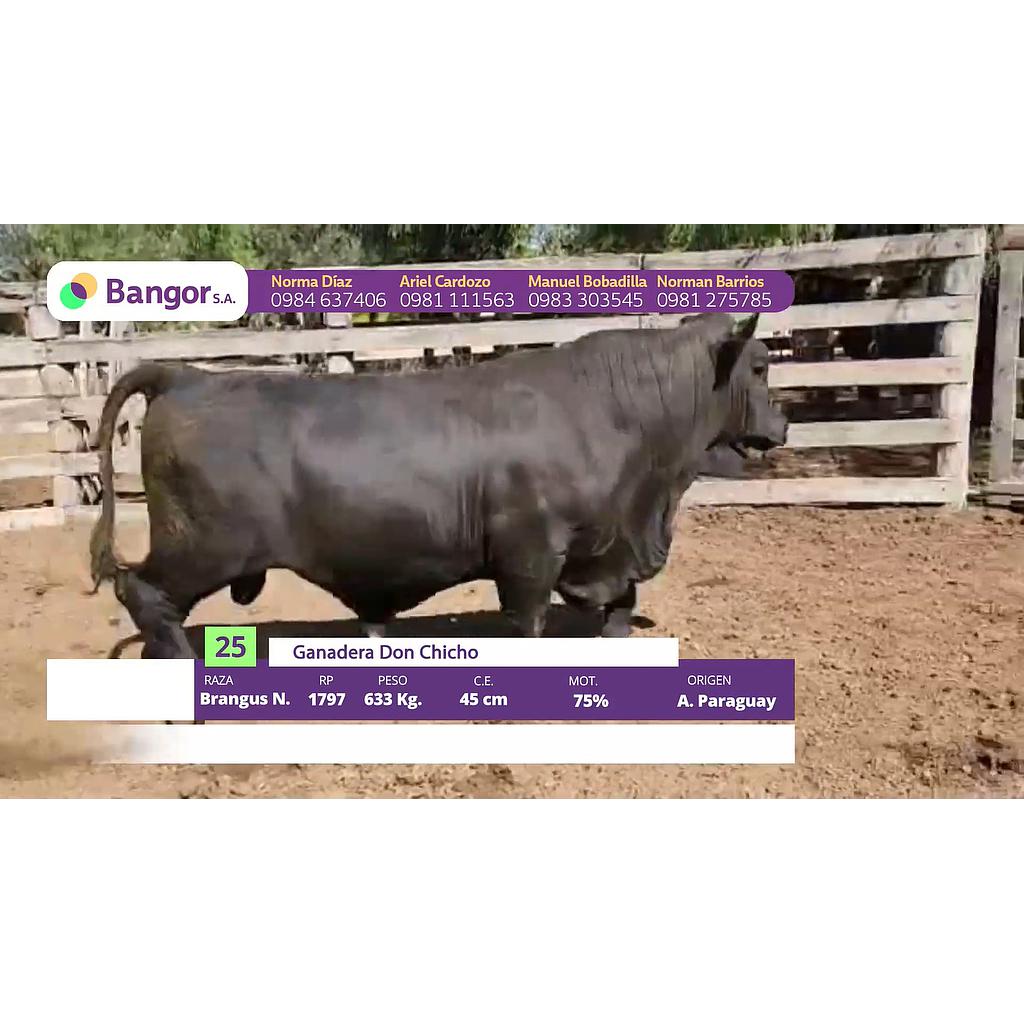 LOTE 25 // TORO BRANGUS (12 CUOTAS SIN INTERESES)