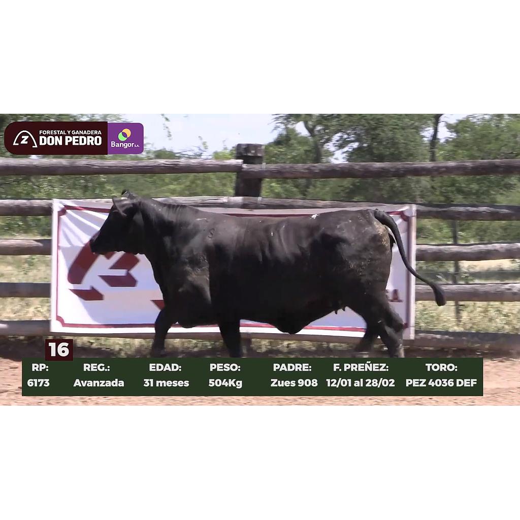 Auction For LOTE 16 // VAQUILLA