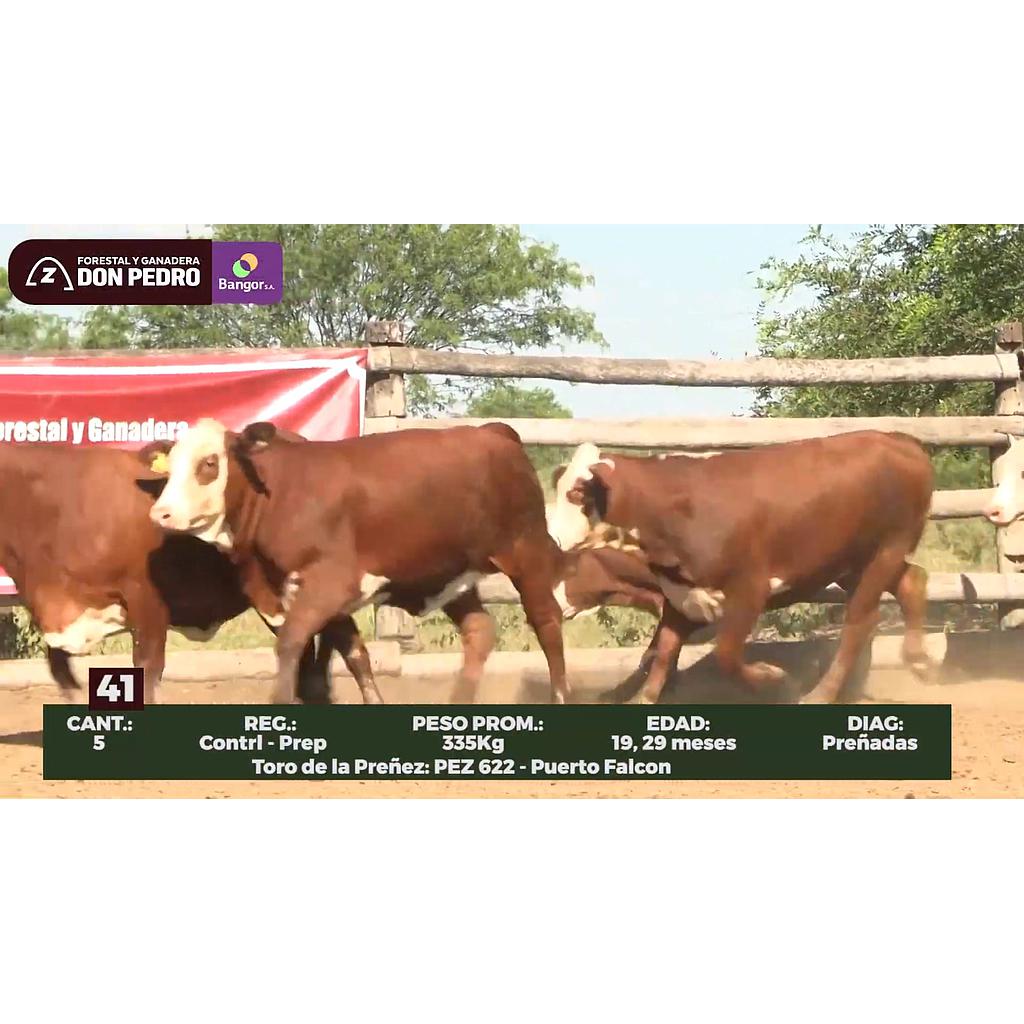 Auction For LOTE 41 // VAQUILLAS