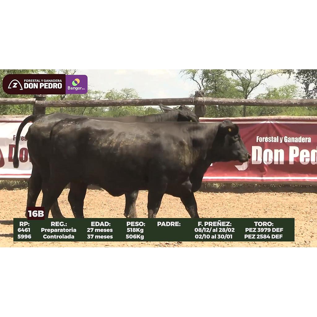 Auction For LOTE 16B // VAQUILLAS