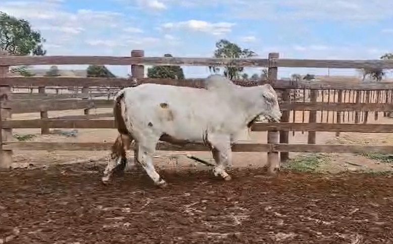 Auction For LOTE 02 // TORO BRAHMAN