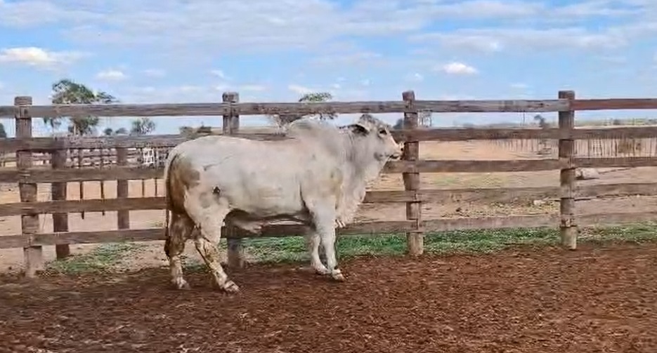 Auction For LOTE 01 // TORO BRAHMAN