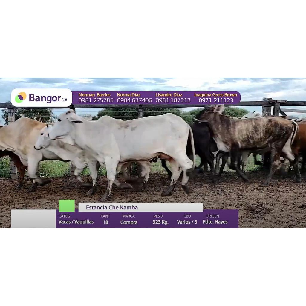Auction For LOTE 04 - VACAS Y VAQUILLAS