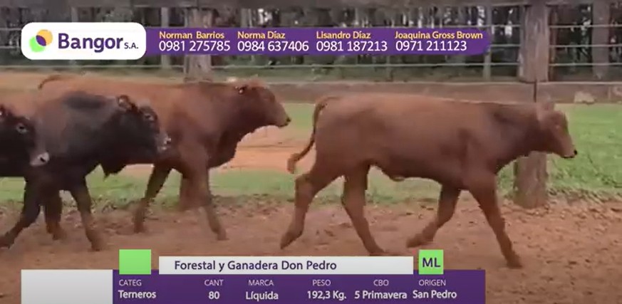 Auction For LOTE 01 - TERNEROS