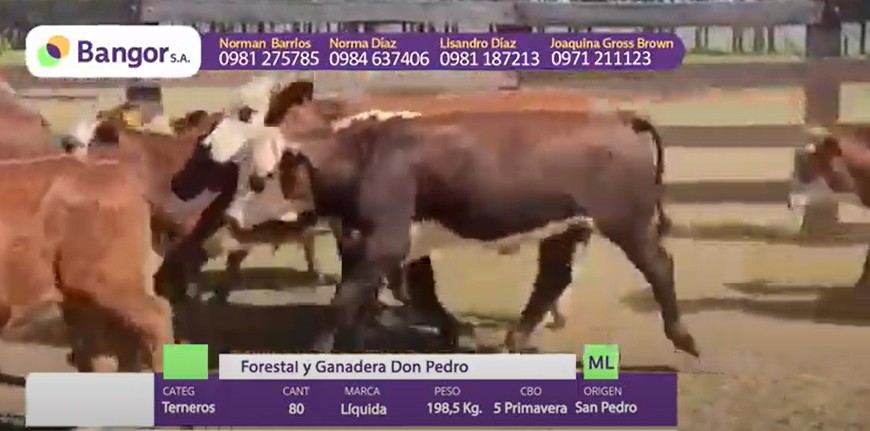 Auction For LOTE 02 - TERNEROS