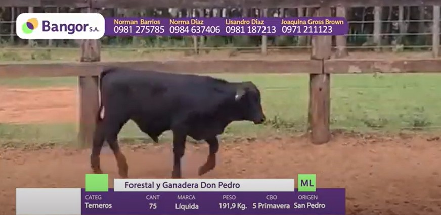 Auction For LOTE 03 - TERNEROS