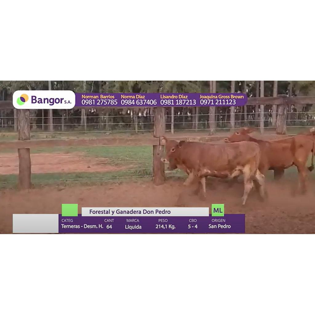 Auction For LOTE 07 - TERNERAS Y DESMAMANTES HEMBRAS