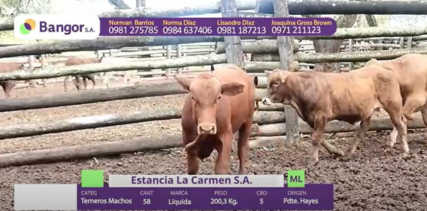 Auction For LOTE 04 - TERNEROS