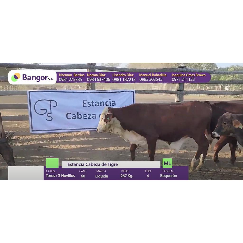 Auction For LOTE 05 - TOROS / NOVILLOS