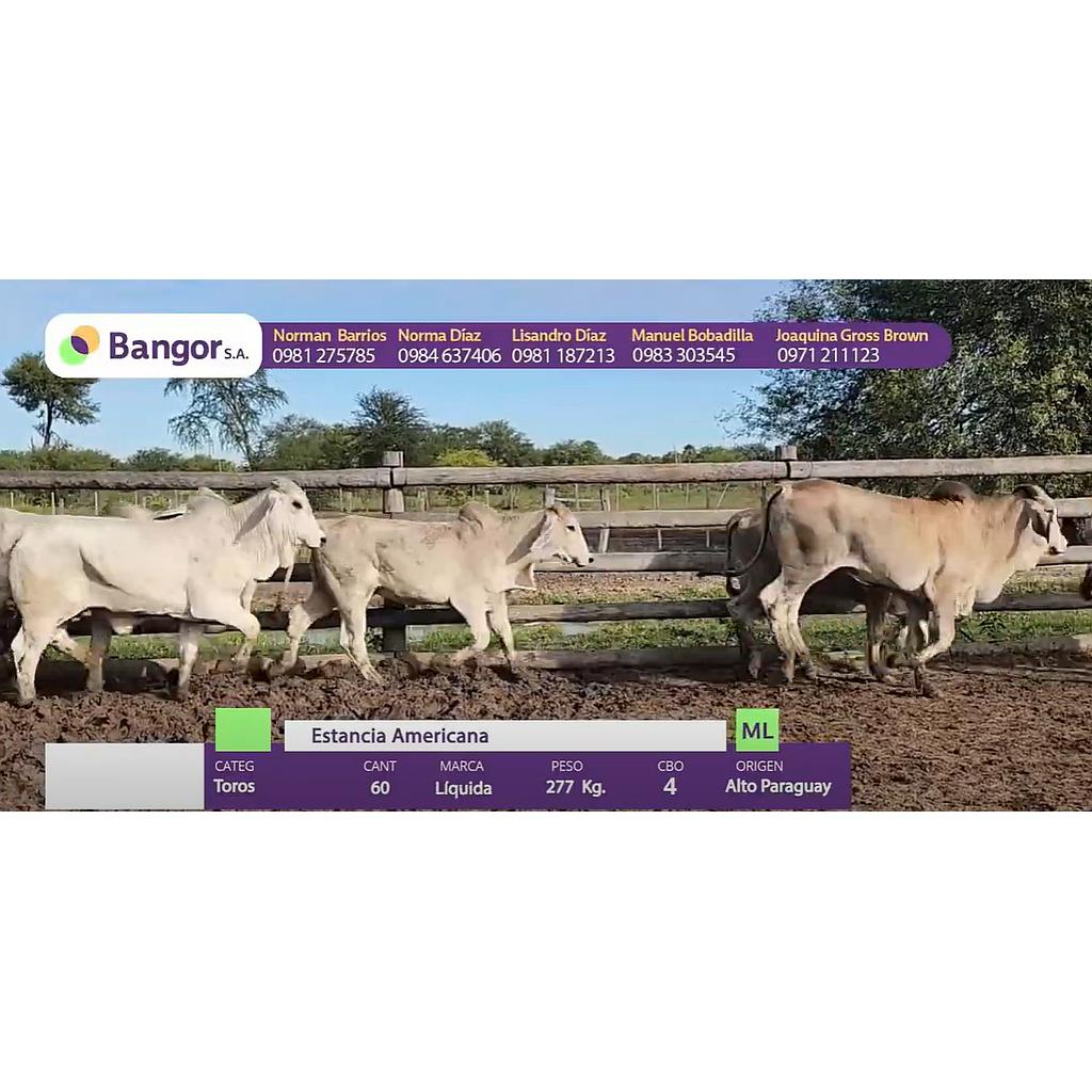 Auction For LOTE 09 - TOROS