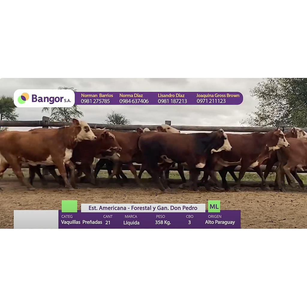 Auction For INSP 908 - VAQUILLAS PREÑADAS
