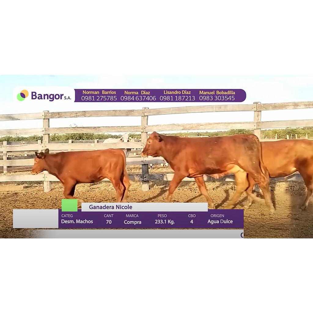 Auction For LOTE 19 - DESMAMANTES MACHOS