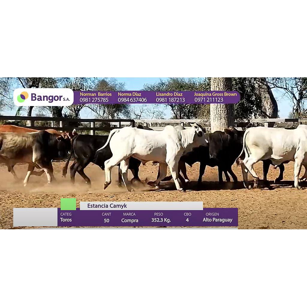 Auction For LOTE 40 - TOROS