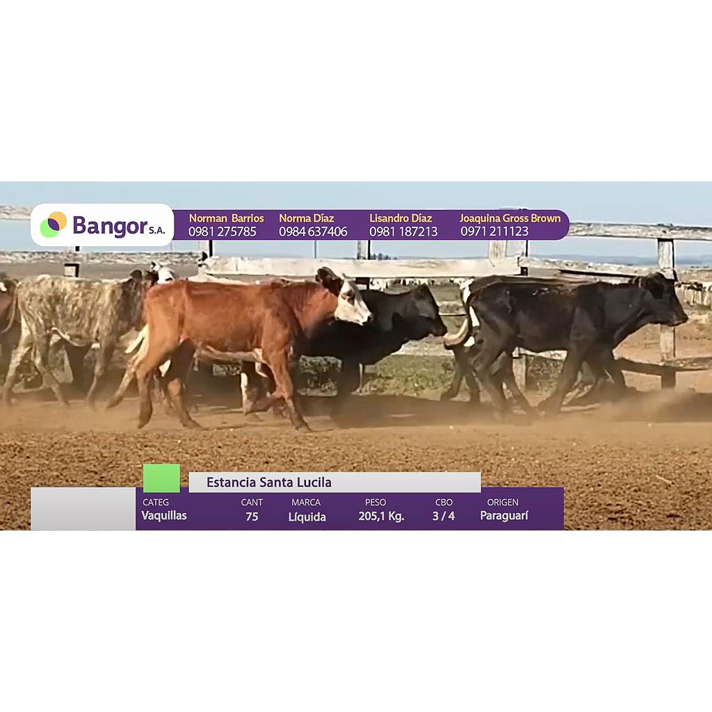 Auction For LOTE 06 - VAQUILLAS