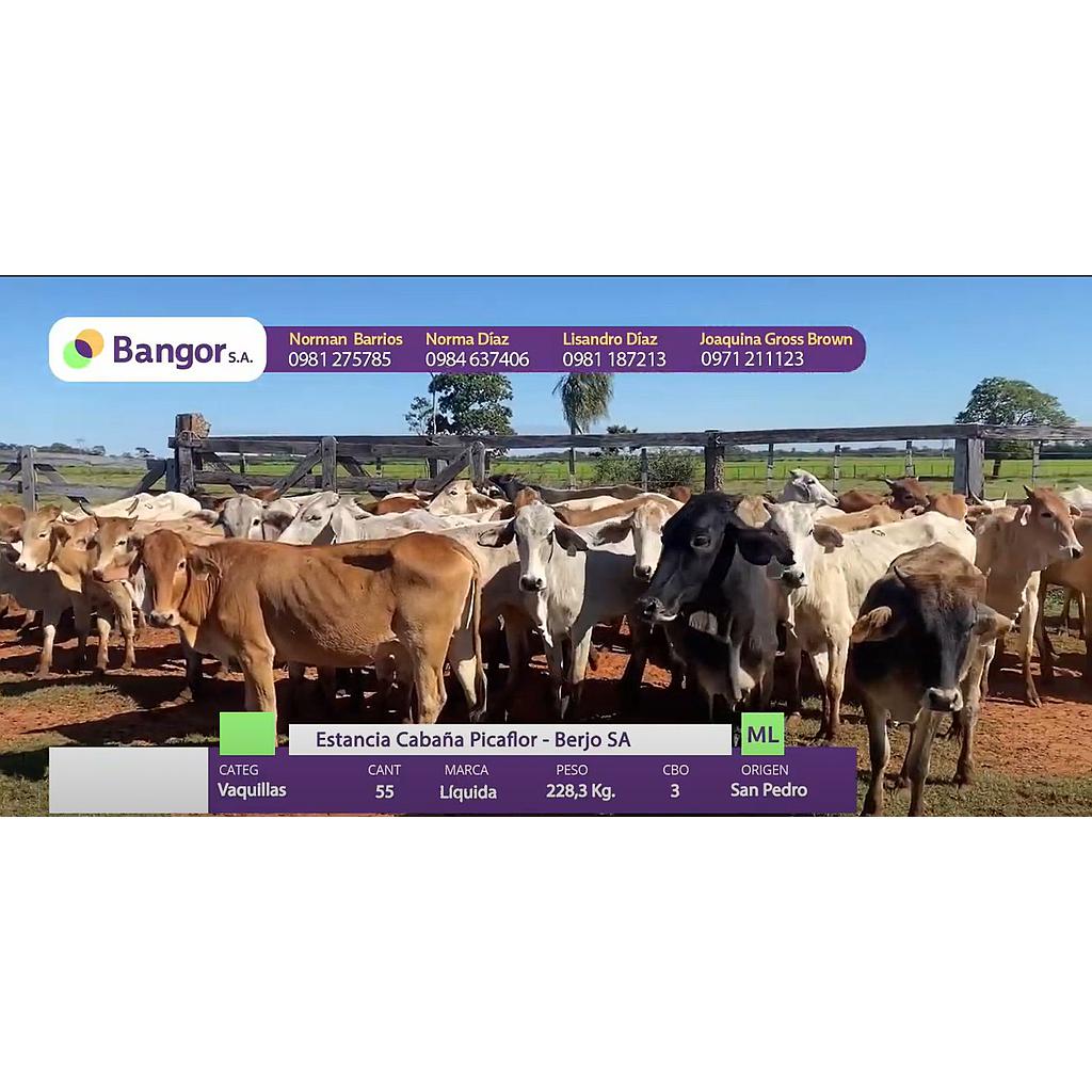 Auction For LOTE 07 - VAQUILLAS
