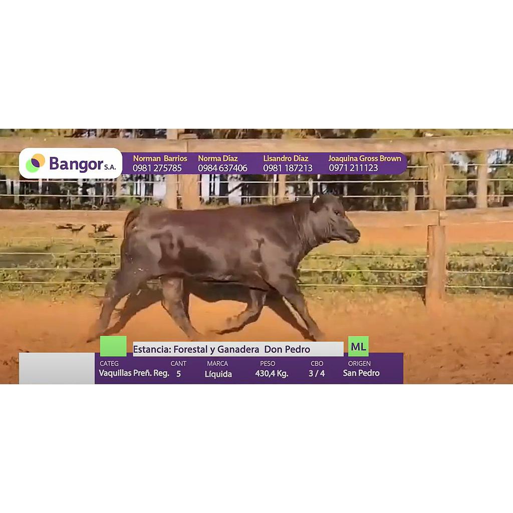 Auction For LOTE 18 - VAQUILLAS PREÑADAS