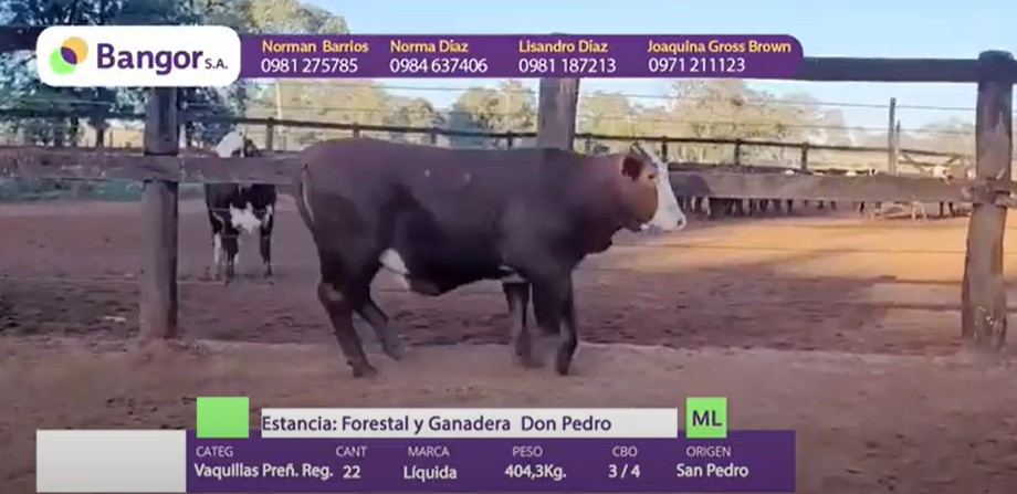 Auction For LOTE 20 - VAQUILLAS PREÑADAS