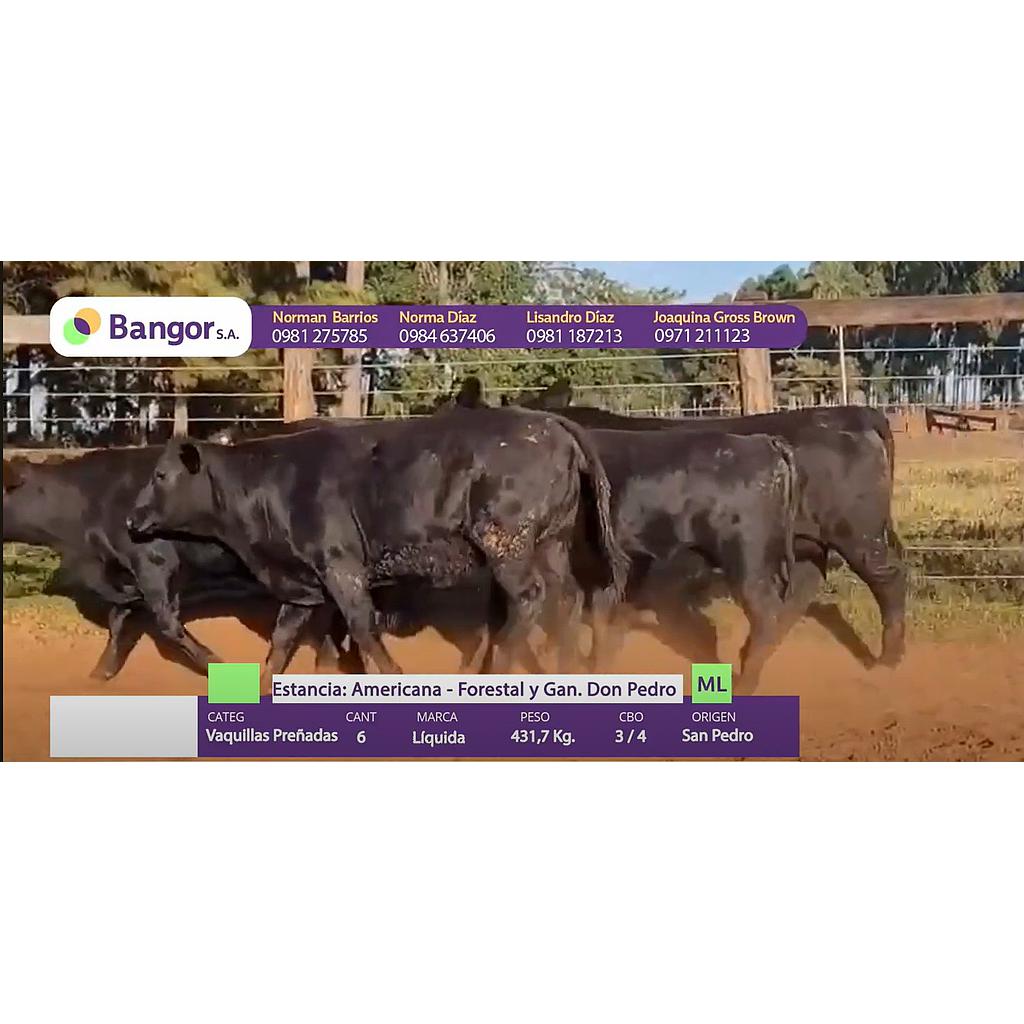 Auction For LOTE 21 - VAQUILLAS PREÑADAS
