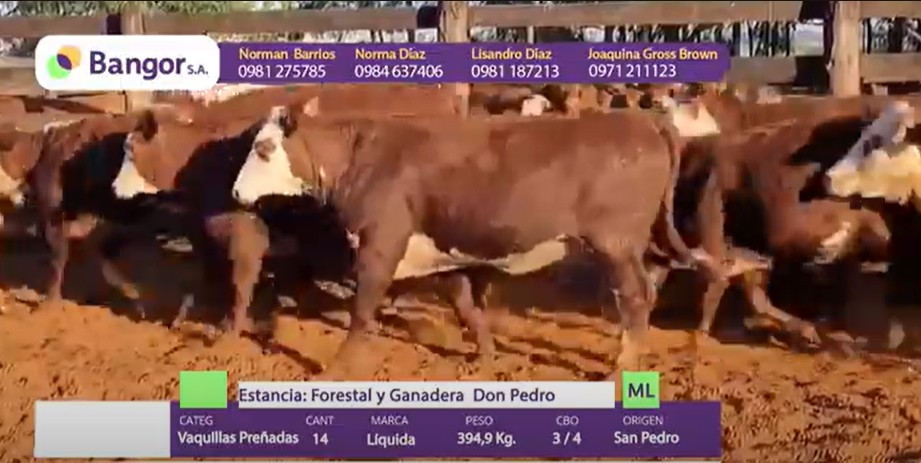 Auction For LOTE 22 - VAQUILLAS PREÑADAS