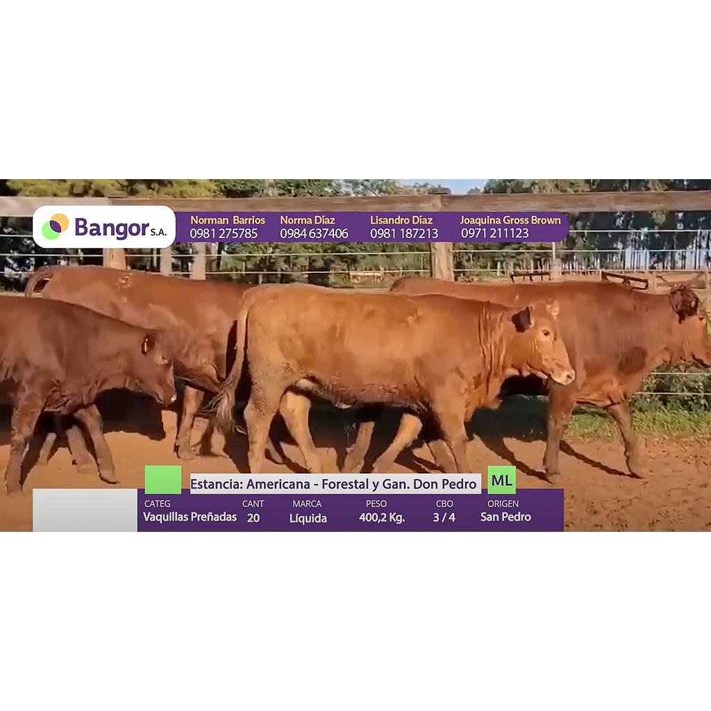 Auction For LOTE 23 - VAQUILLAS PREÑADAS