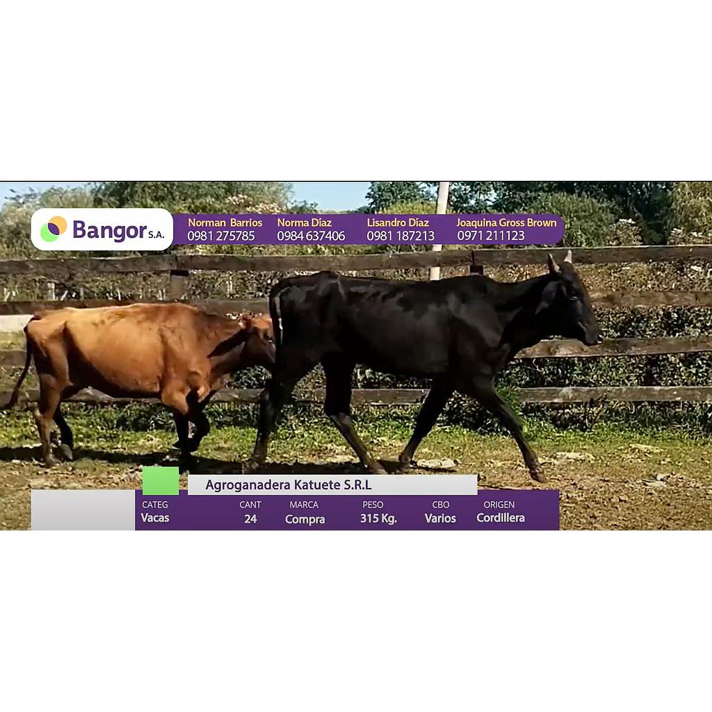 Auction For LOTE 09 - VACAS