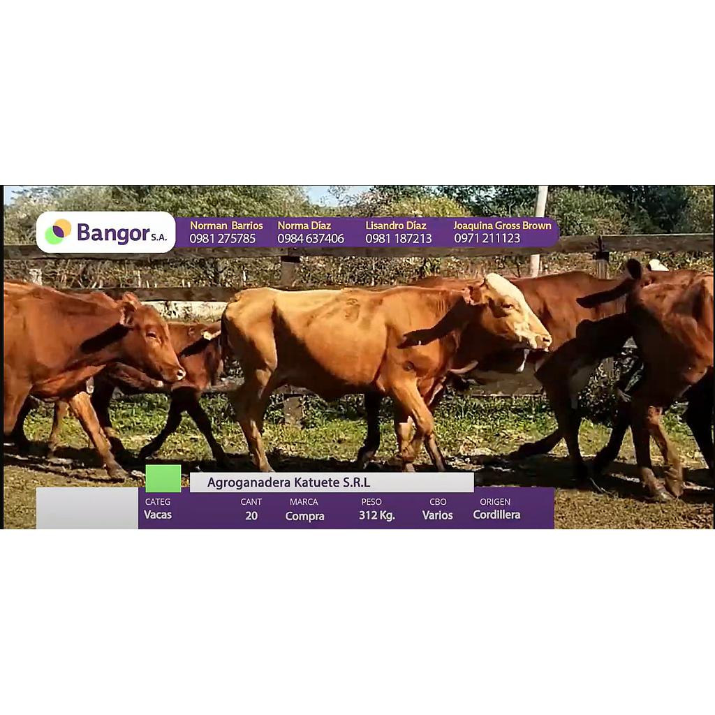 Auction For LOTE 10 - VACAS