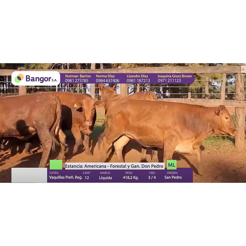 Auction For LOTE 19 - VAQUILLAS PREÑADAS