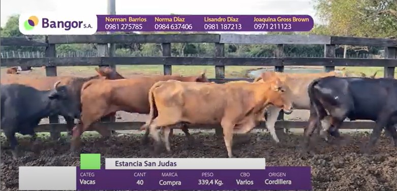 Auction For LOTE 12 - VACAS