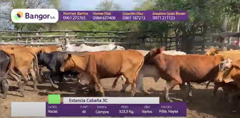 Auction For LOTE 11 - VACAS