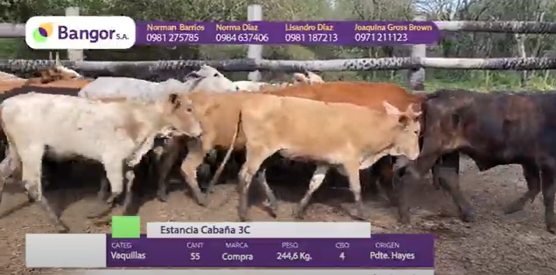 Auction For LOTE 08 - VAQUILLAS