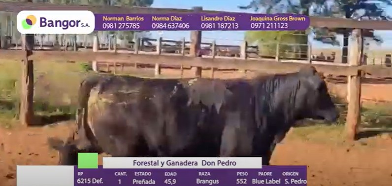 Auction For LOTE 14 - VAQUILLAS PREÑADAS REGISTRADAS
