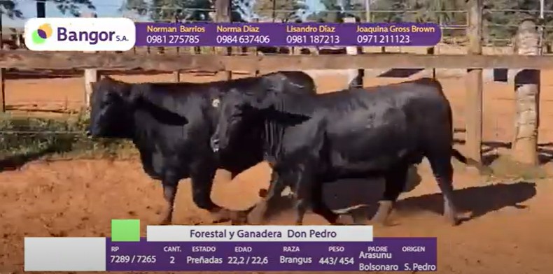 Auction For LOTE 16 - VAQUILLAS PREÑADAS REGISTRADAS
